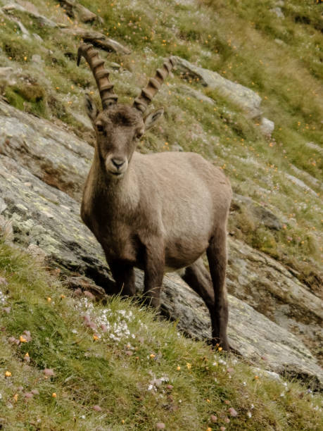 istock Mountain chamois portrait 1152642533