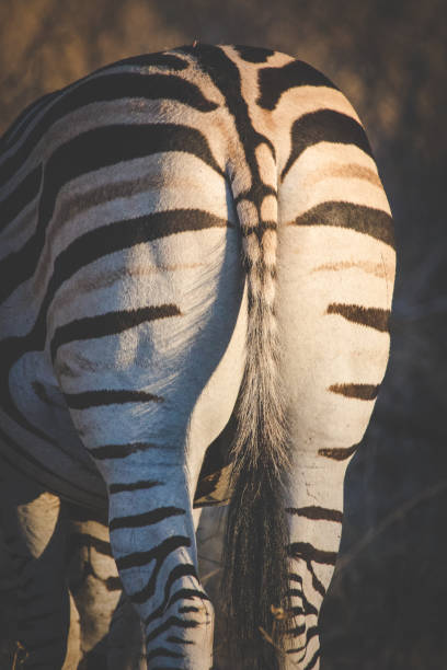 istock Close up image of zebra in a nature reserve 1152642599