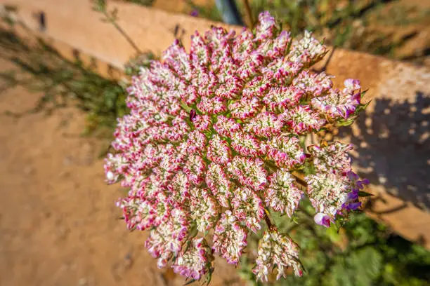 Photo of Wild flowers on the coastal road between Alghero and Bossa (SP105), Sardinia, Italy. One of the most panoramic spots in Italy.