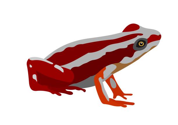 ilustrações de stock, clip art, desenhos animados e ícones de illustration of a phantasmal poison-arrow frog, epipedobates tricolor - white background close up frog amphibian