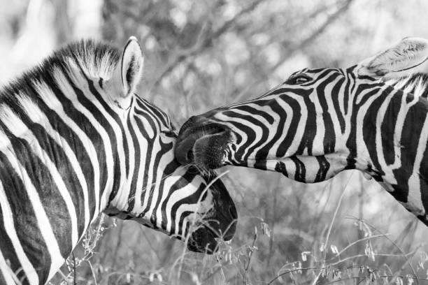 istock Close up image of zebra in a nature reserve 1152644085