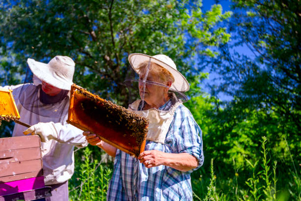 istock Two elderly apiarists, beekeepers are checking bees on honeycomb 1152644240