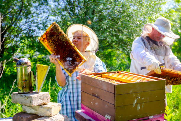 istock Two elderly apiarists, beekeepers are checking bees on honeycomb 1152644741