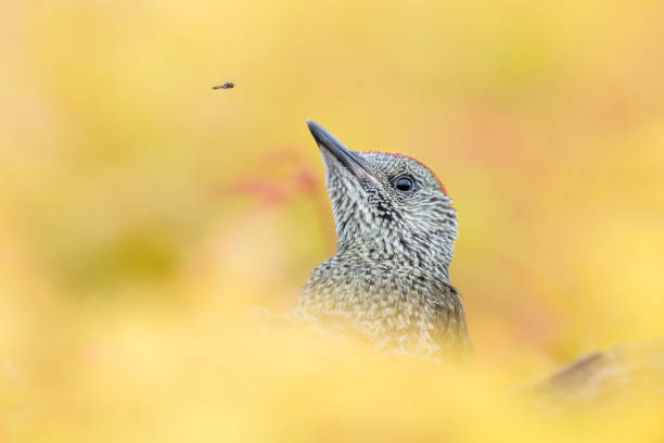 kuvapankkikuvat ja rojaltivapaat kuvat aiheesta muotokuva eurooppalaisesta vihreästä tikkasta (picus virdis) - european green woodpecker