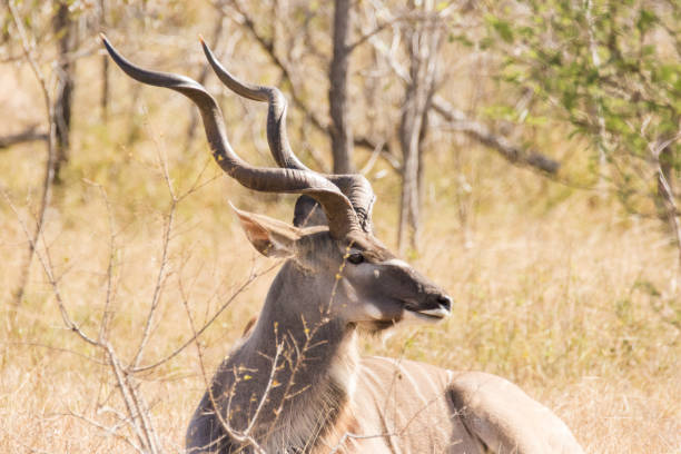 Close up image of big kudu trophy bull