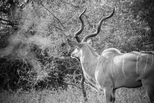 Close up image of big kudu trophy bull