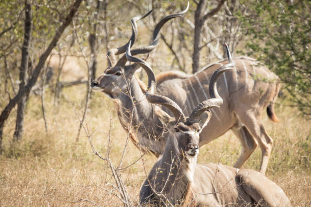 istock Close up image of big kudu trophy bull 1152646212