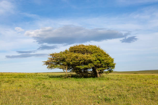 istock A tree along the South Downs Way in Sussex 1152647091