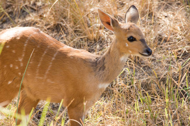 Two female impalas, aepyceros melampus, crossing a road in Kruger National Park, South Africa