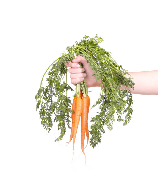 istock hand holding a bunch of carrots on white 1152647373