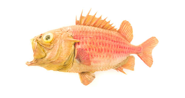 istock old soldier fish isolated on white 1152647818