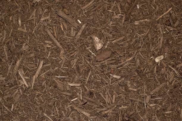 istock Dark brown garden mulch. 1152649141
