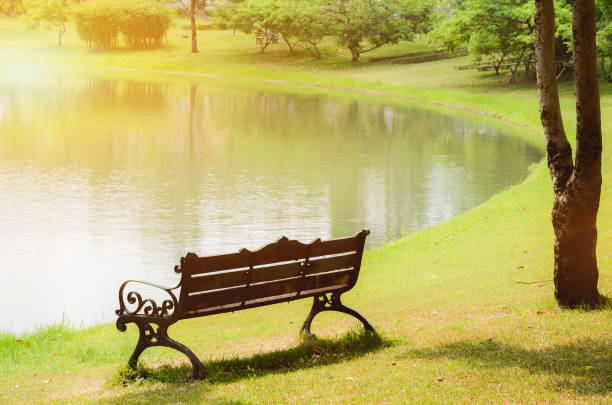 belle lumière du matin dans le parc public avec banc à côté de l’étang avec champ d’herbe verte. - bench forest pond autumn photos et images de collection