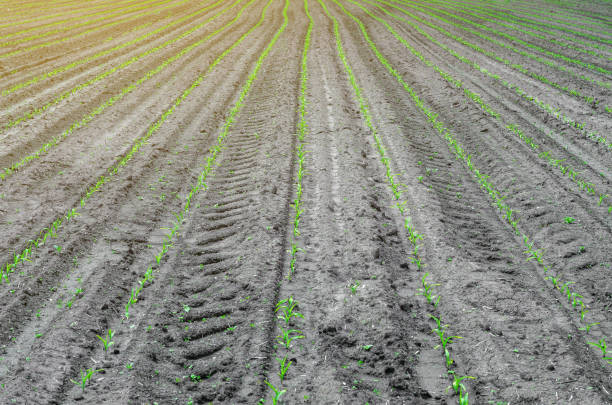 istock Young corn sprouts in a field in rows on a clean land 1152650219