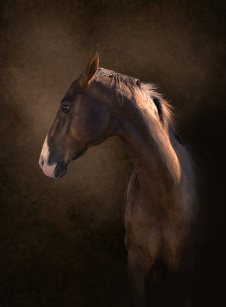 istock Portrait of horse 1152650295