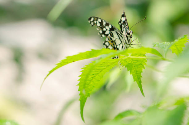 Gorgeous beautiful brown gray white butterfly sits on a large green leaf of a tropical plant in the shade of bright sunlight.