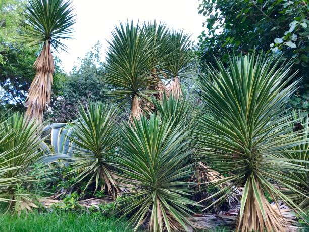 istock Green palm trees in botanical garden 1152651233