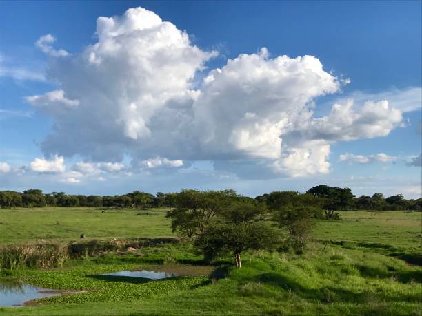 istock African savannah landscape lake clouds trees sky 1152651261
