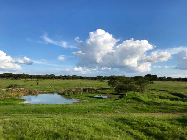 African savannah landscape lake clouds trees sky