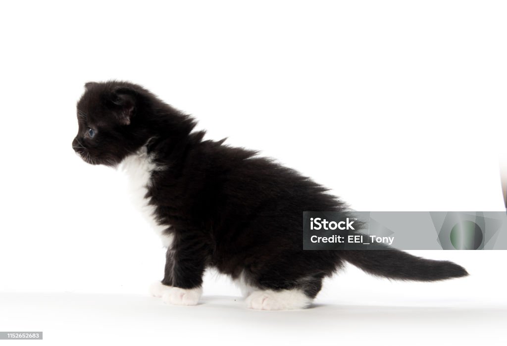 Anak Kucing Hitam Dan Putih Yang Lucu Foto Stok - Unduh Gambar Sekarang