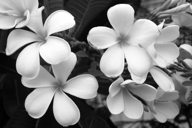 istock frangipani flower on a black background 1152653008