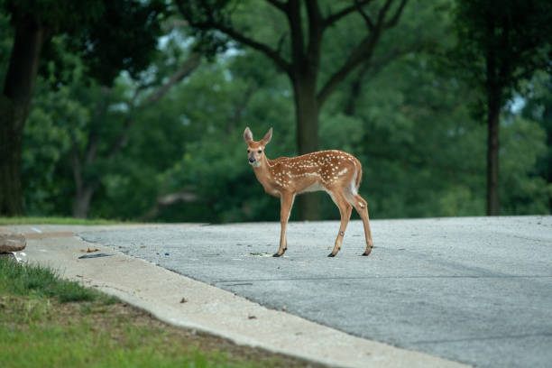 White-tailed deer fawn crossing a roadway in the country