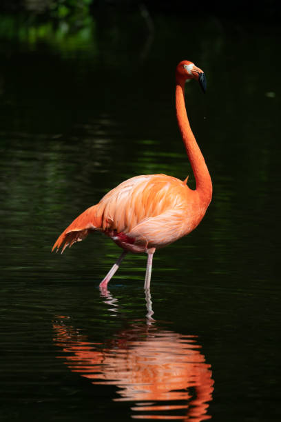 istock Pink flamingos in a pond 1152653510