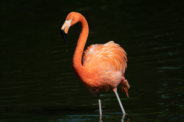 istock Pink flamingos in a pond 1152653513