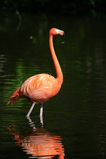 istock Pink flamingos in a pond 1152653533