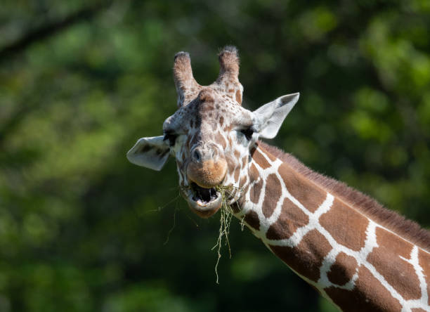 istock captive giraffe feeding at a zoo 1152653559