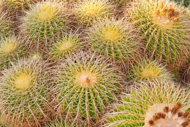 istock Echinacactus grusonii, succulent plants with yellow thorns texture background 1152654851