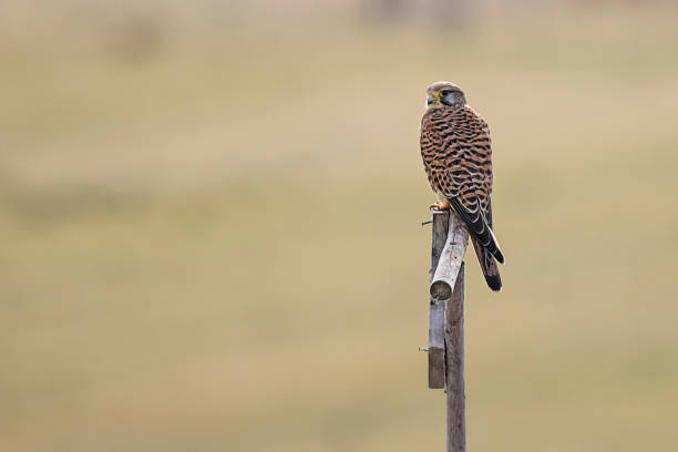 der gemeine turmfalke falco tinnunculus - kestrel hawk beak falcon stock-fotos und bilder