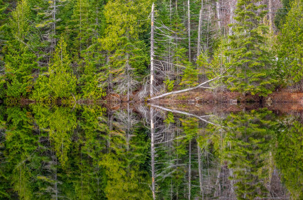 istock Smoke Lake, Algonquin Provincial Park 1152654972