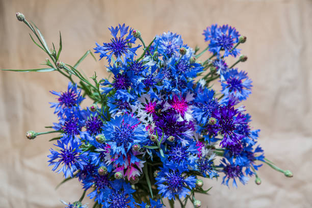 istock bouquet of vaselki on a gray background 1152657441
