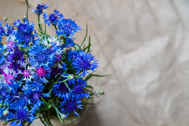 istock bouquet of vaselki on a gray background 1152657453