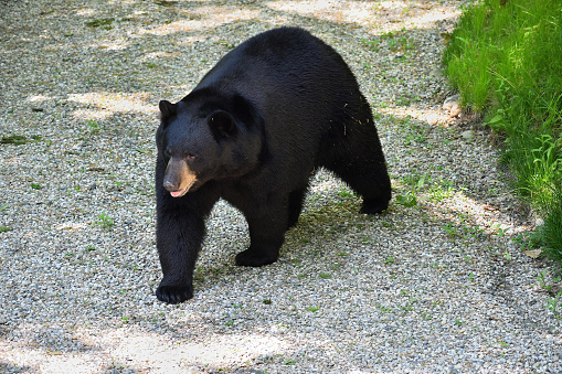 Black bear walking up a gravel driveway in the country, gnats hovering around it