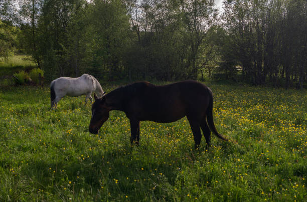 istock Horses in meadow 1152658216