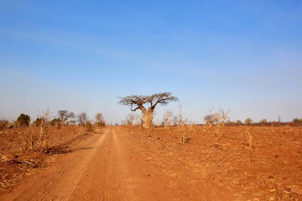 istock Baobab next to a road in Botswana 1152658494