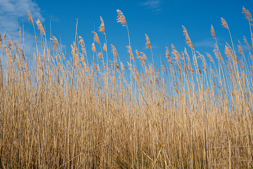 Field of dry grass weeds. High perennial grass of the genus Cane. Blue sky background