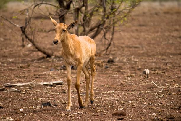 istock A young tsessebe in Kruger National Park 1152658817
