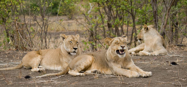 istock Pride of lions in Kruger 1152658821