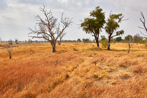 The landscape of Moremi National Park, Botswana
