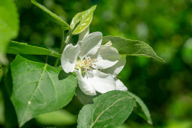 istock blooming apple tree in a city park on a sunny spring day 1152659635