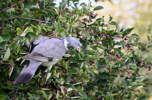 A wood pigeon perched on an aronia berry bush in Latvia