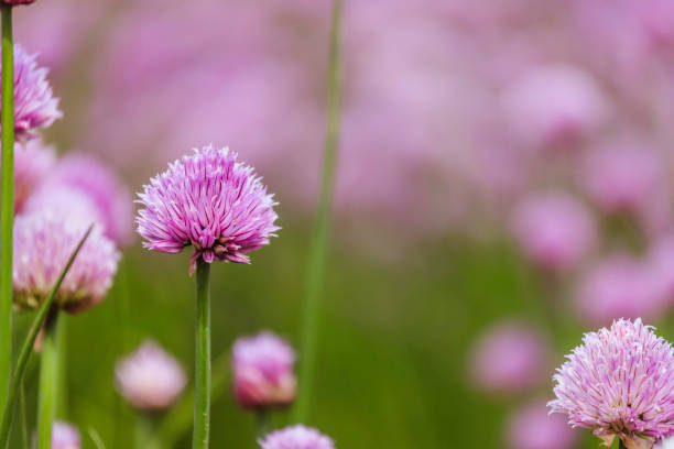 istock Chive herb blooming in spring time, agriculture field 1152660281