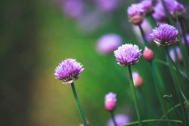 istock Chive herb blooming in spring time, agriculture field 1152660413