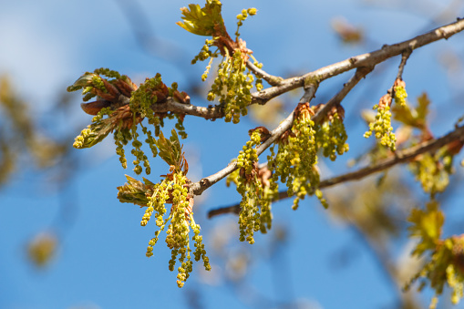 Flowers and small leaves of an oak in a garden during spring