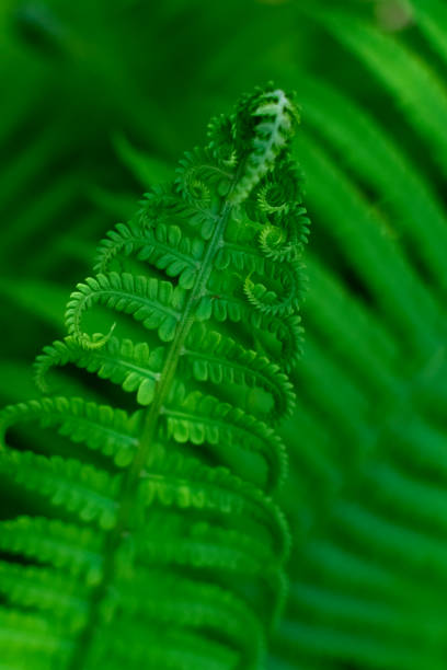young blooming green fern leaves in spring in the forest young blooming green fern leaves in spring in the forest new zealand silver fern stock pictures, royalty-free photos & images