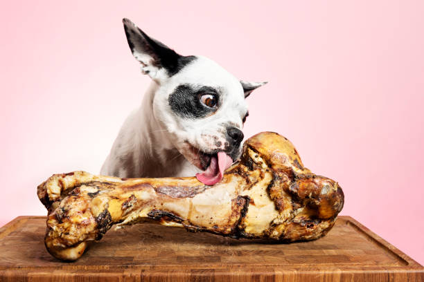 Bones for Dogs Can Be Dangerous Portrait of a  french Bulldog  who is pulling a funny face as she licks  at the giant bone in front of her.  Photographed against a pink background colour, horizontal with some copy space. Bones for dogs can be dangerous, this a Serrano ham bone. dog bone photos stock pictures, royalty-free photos & images