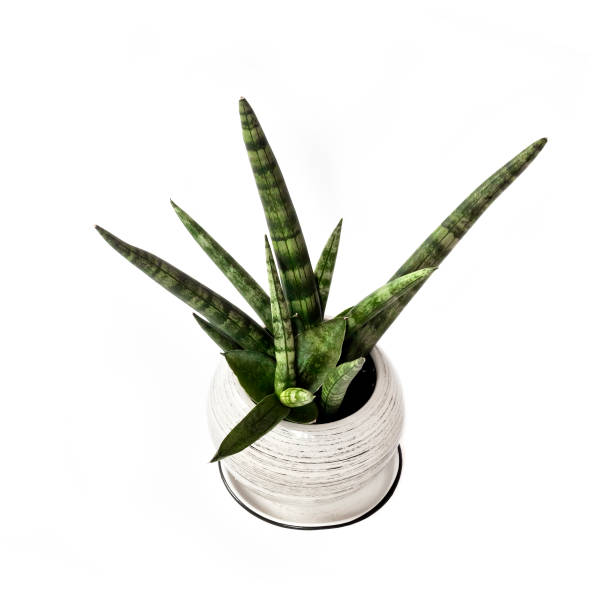 istock Potted Sansevieria cylindrica var. patula (Boncel)  isolated on white background 1152663185